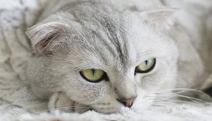 赫塔菲迎来历史性一战，坚守不败